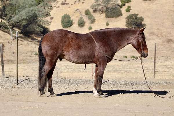 beginner-safe-quarter-horse