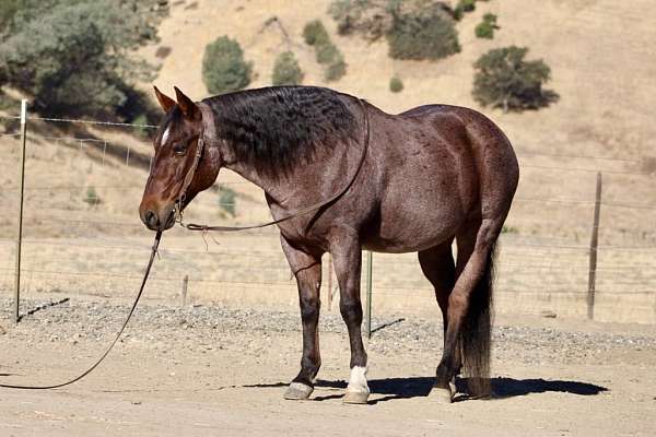 ranch-work-quarter-horse