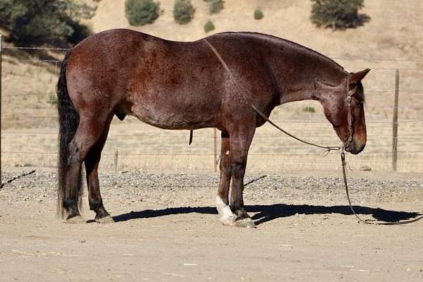 red-roan-star-horse