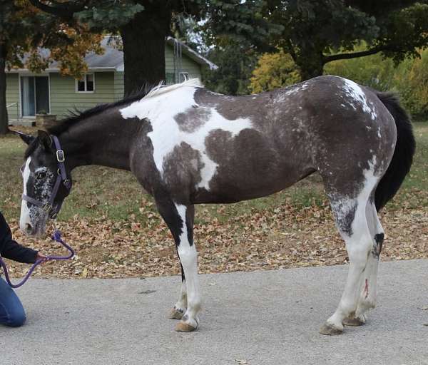 ability-quarter-horse