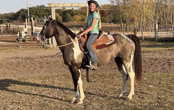 beginner-safe-quarter-horse