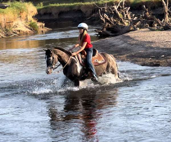 all-around-quarter-horse