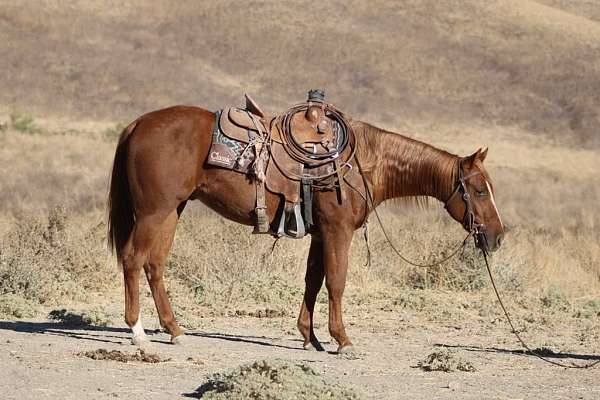 chestnut-blaze-horse