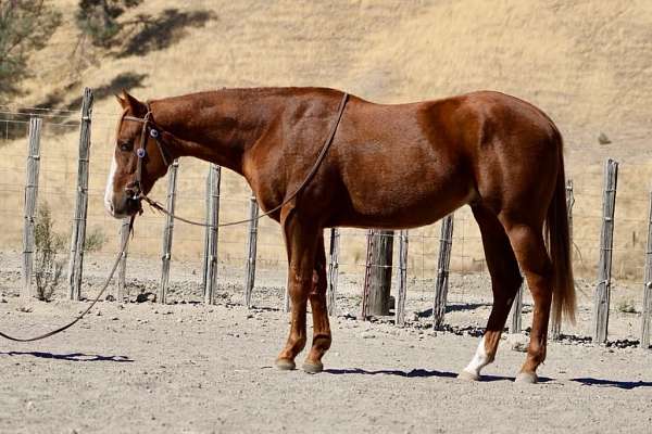 beginner-safe-quarter-horse