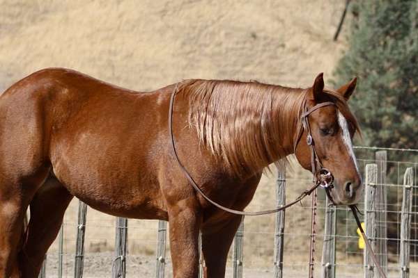 family-horse-quarter