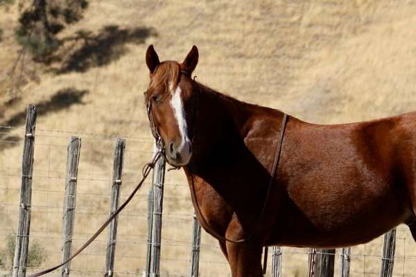 ranch-work-quarter-horse