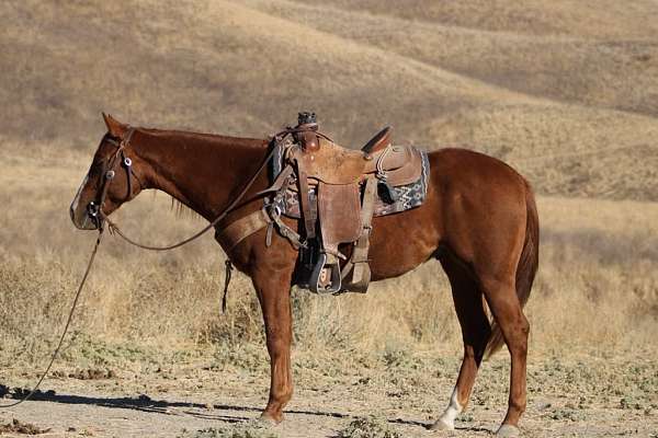 trail-quarter-horse