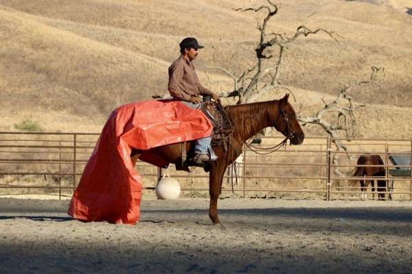 athletic-quarter-horse