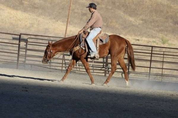 beginner-quarter-horse