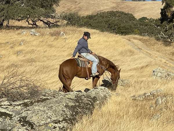 husband-safe-quarter-horse