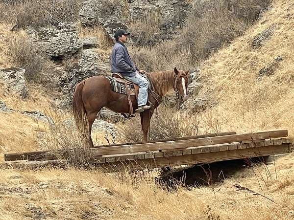 ranch-quarter-horse