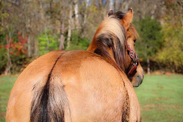 beginner-safe-quarter-horse