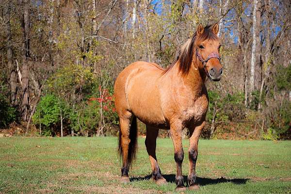 family-horse-quarter