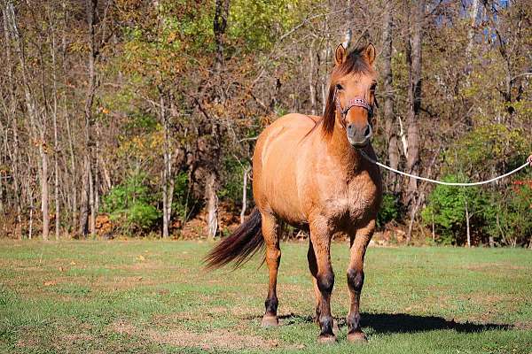 trail-quarter-horse