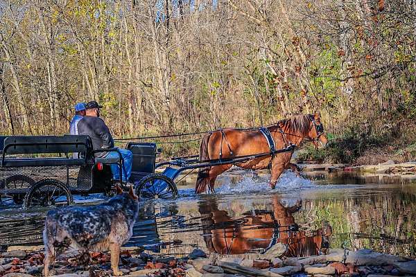 beginner-quarter-horse