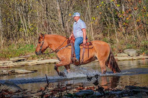 experienced-quarter-horse