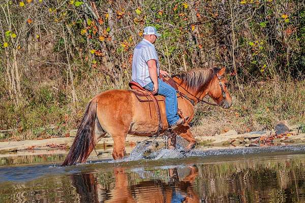 flashy-quarter-horse