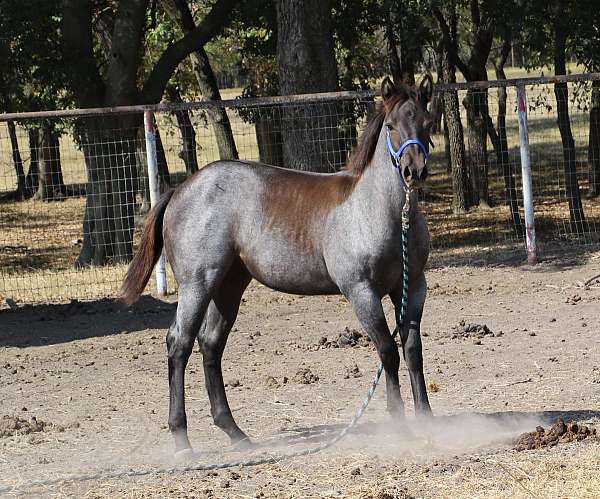 honor-roll-nrcha-sire-mare