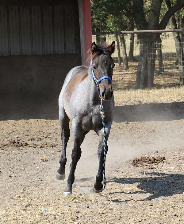 honor-roll-nrcha-sire-stallion