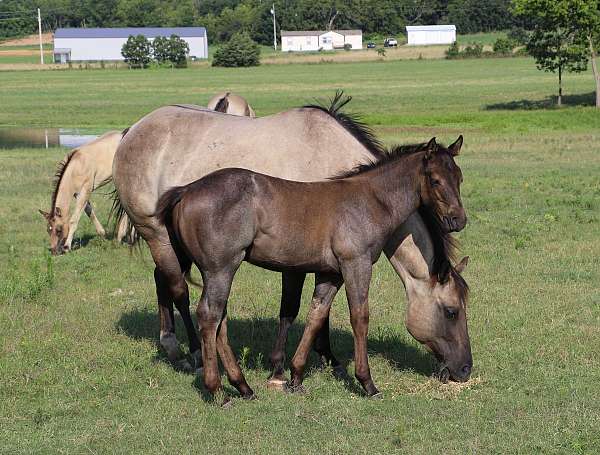 king-fritz-quarter-horse