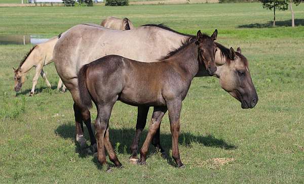 honor-roll-nrcha-sire-quarter-horse