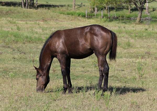 bueno-chex-quarter-horse