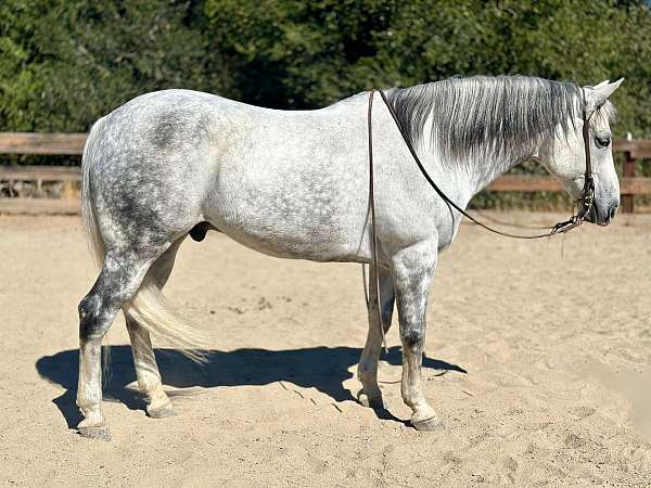 grey-dapples-horse