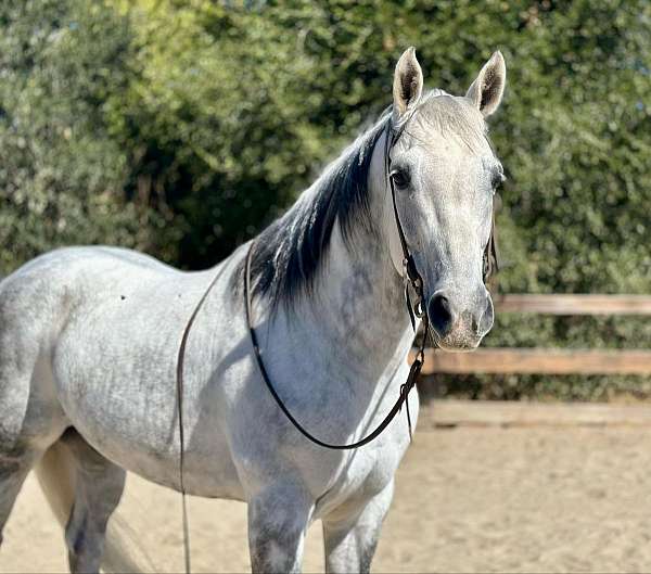 beginner-safe-quarter-horse