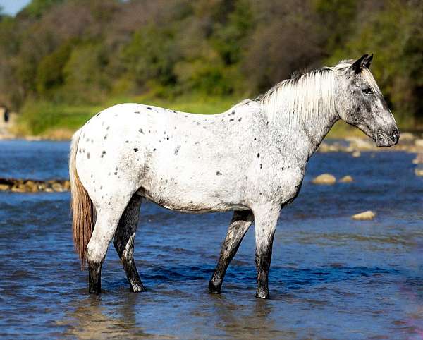 quarter-horse