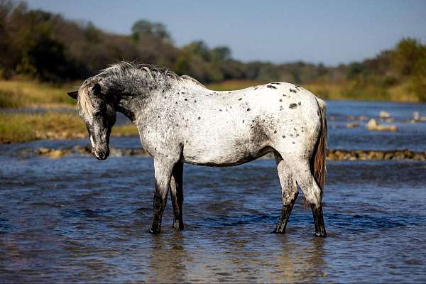 ranch-work-quarter-horse