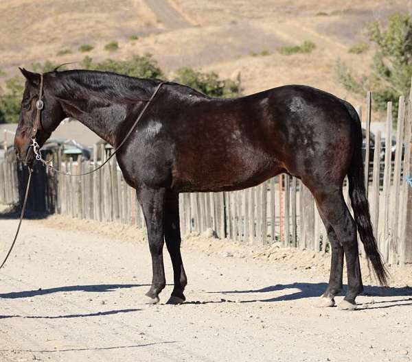 ranch-work-quarter-horse