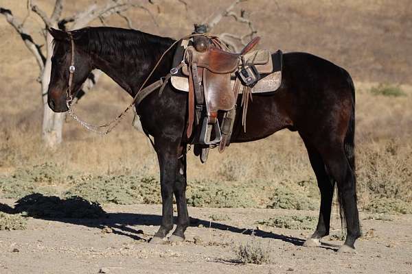 all-around-quarter-horse