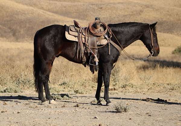 athletic-quarter-horse