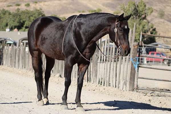 family-horse-quarter