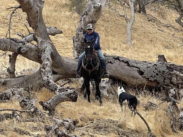 husband-safe-quarter-horse