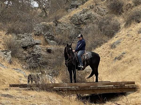 kid-safe-quarter-horse