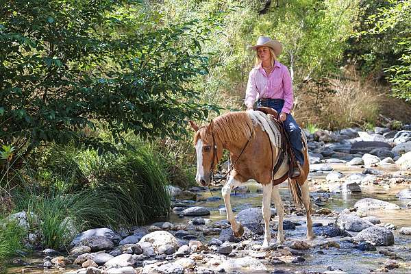 all-around-quarter-horse