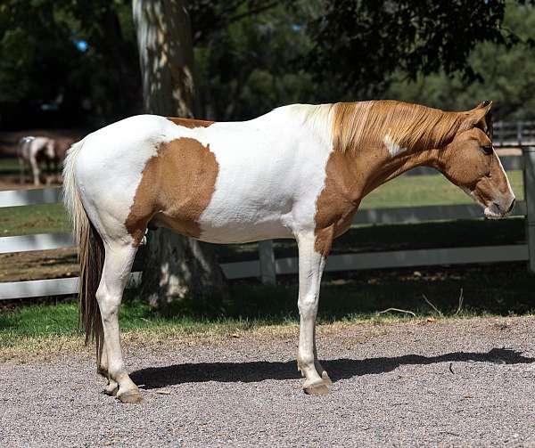 husband-safe-quarter-horse