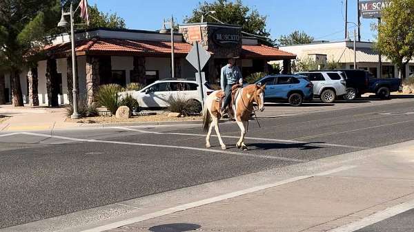 all-quarter-horse