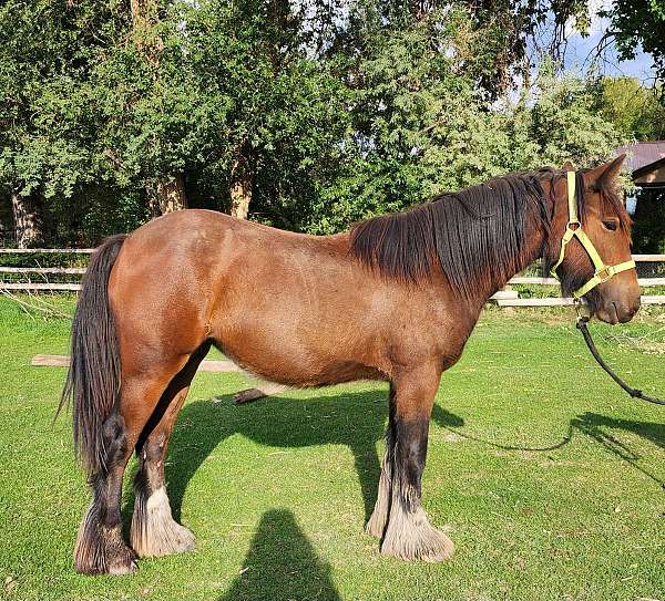 bay-mare-gypsy-vanner-horse