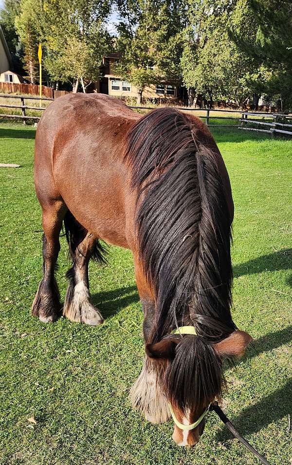 active-gypsy-vanner-horse