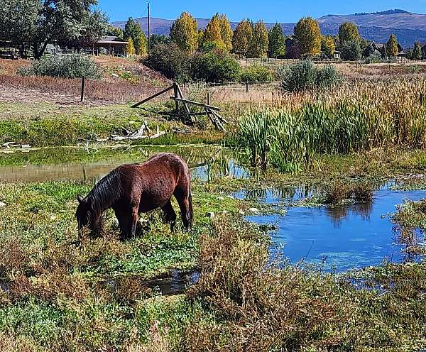 agouti-gene-gypsy-vanner-horse