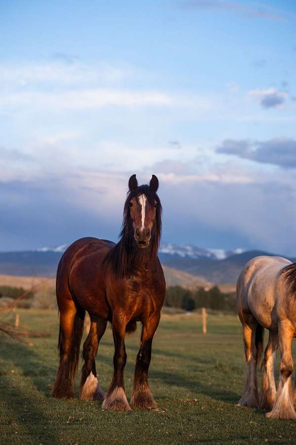 bay-mare-gypsy-vanner-horse