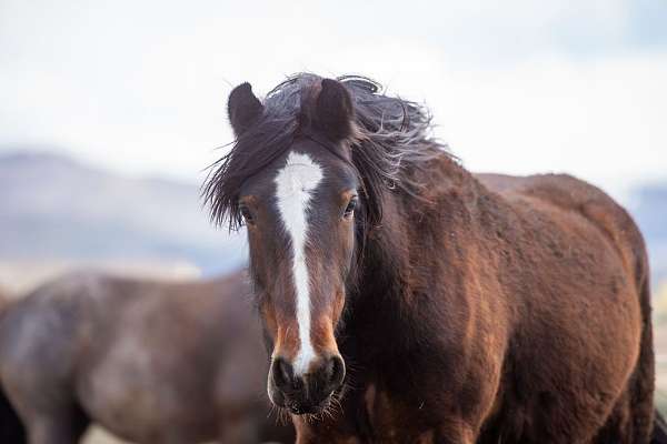 agouti-gene-gypsy-vanner-horse