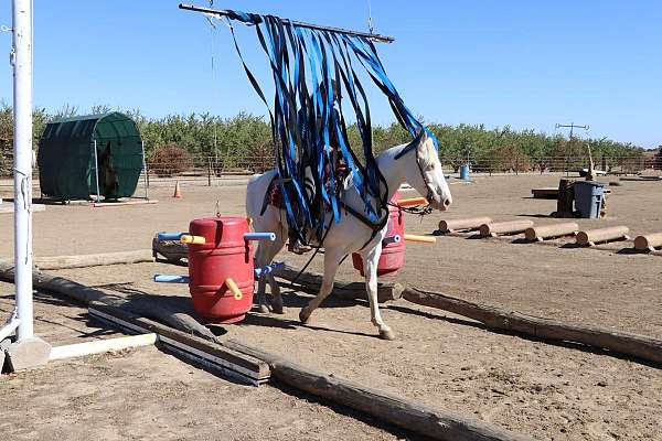 ranch-work-quarter-horse