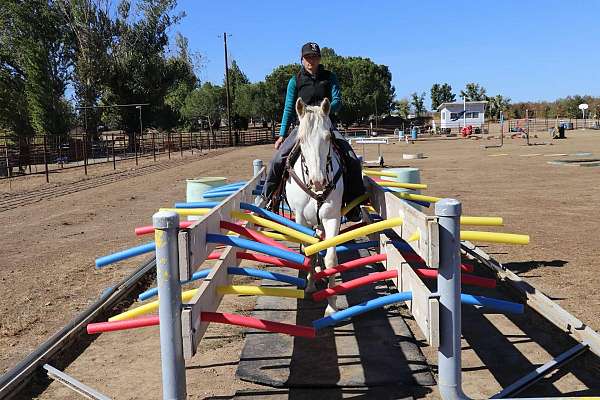 beginner-safe-quarter-horse