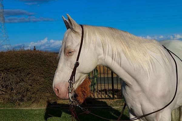 all-around-quarter-horse