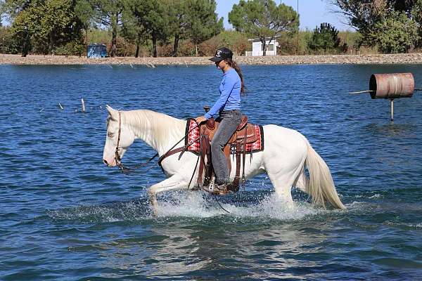 trail-quarter-horse