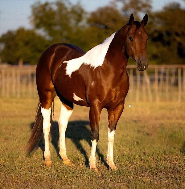 cremello-none-horse