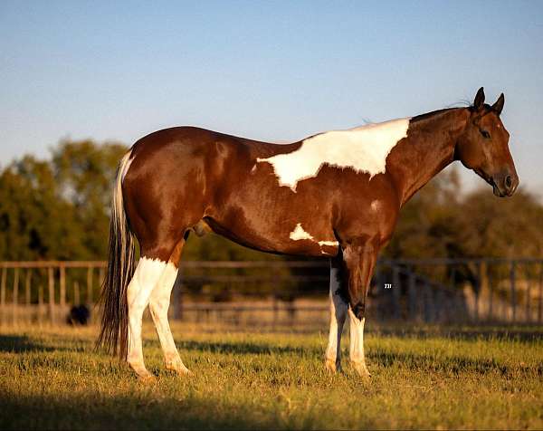 ranch-work-quarter-horse